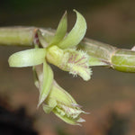 Load image into Gallery viewer, Dendrobium stuartii