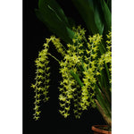 Load image into Gallery viewer, Dendrochilum abbreviatum