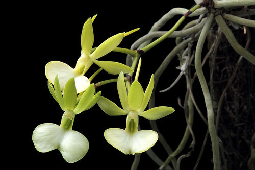 Dendrophylax funalis