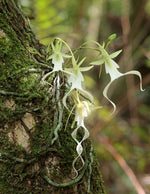 Load image into Gallery viewer, Dendrophylax lindenii
