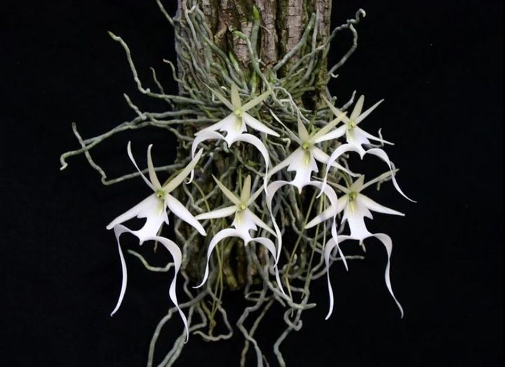 Dendrophylax lindenii