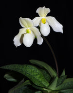 Carica l&#39;immagine nel visualizzatore Galleria, Paphiopedilum Deperle (Paphiopedilum primulinum × Paphiopedilum delenatii)
