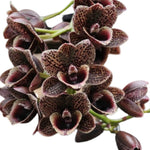 Load image into Gallery viewer, Fredclarkeara After Dark 'Sunset Valley Orchids' FCC/AOS