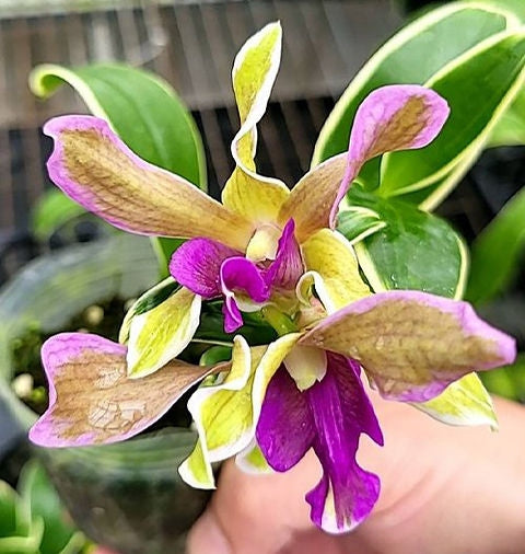 Dendrobium Burana Sundae (variegata)