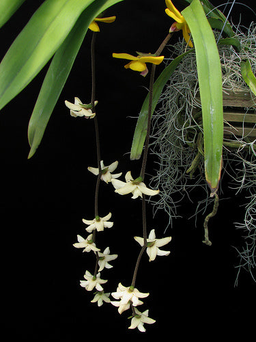 Dimorphorchis rossii