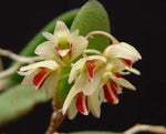 Load image into Gallery viewer, Dendrobium rigidum