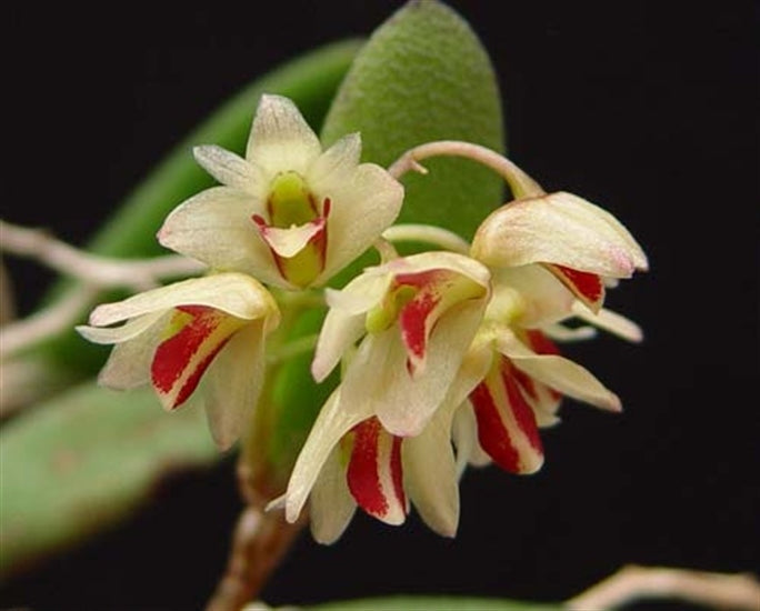Dendrobium rigidum