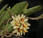 Load image into Gallery viewer, Dendrobium rigidum