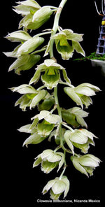 Carica l'immagine nel visualizzatore Galleria, Clowesia dodsoniana