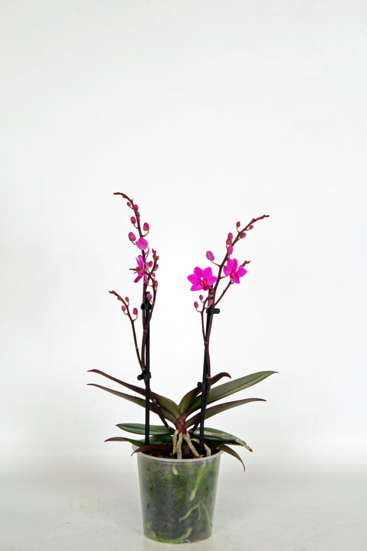 Doritaenopsis Purple Gem 'Amethyst'