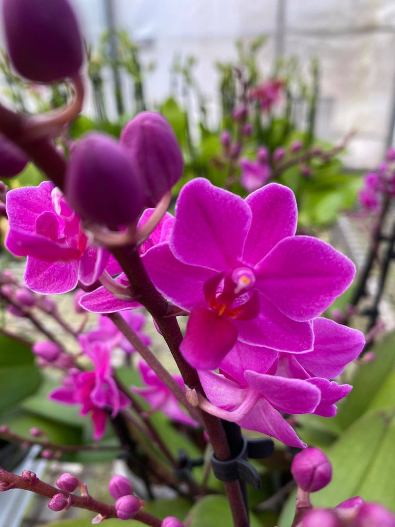 Doritaenopsis Purple Gem 'Amethyst'