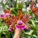 Carica l&#39;immagine nel visualizzatore Galleria, Rhyncholaeliocattleya Durigan &#39;Aries&#39;  - Br Orquidea
