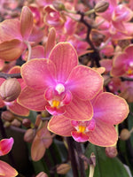 Carica l&#39;immagine nel visualizzatore Galleria, Phalaenopsis Dusty Belle
