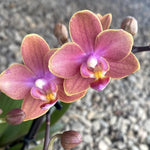 Carica l&#39;immagine nel visualizzatore Galleria, Phalaenopsis Dusty Belle
