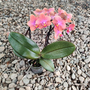 Phalaenopsis Dusty Belle