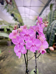 Phalaenopsis Impavida