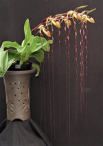 Load image into Gallery viewer, Paphiopedilum sanderianum x sib (J4 x J3)