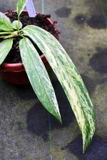 Load image into Gallery viewer, Anthurium vittariifolium Variegata
