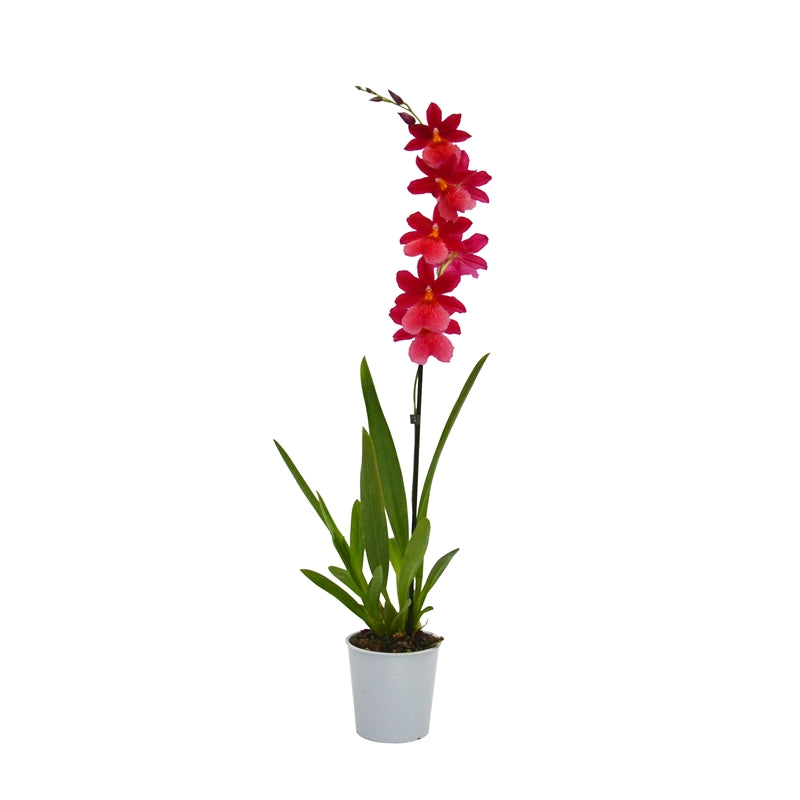 Burrageara Nelly Isler 'Red Velvet' – Giulio Celandroni Orchidee