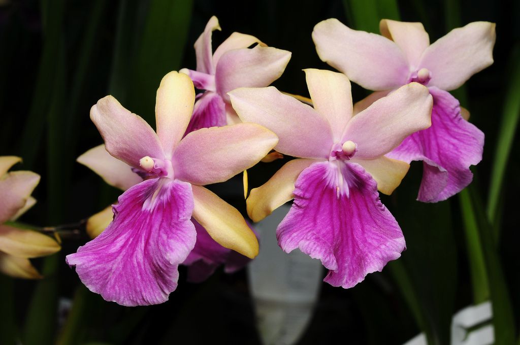 Miltonia Honolulu x binotii