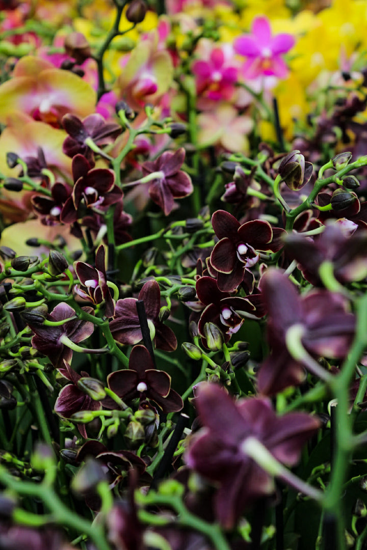 Phalaenopsis Taisuco Kobold