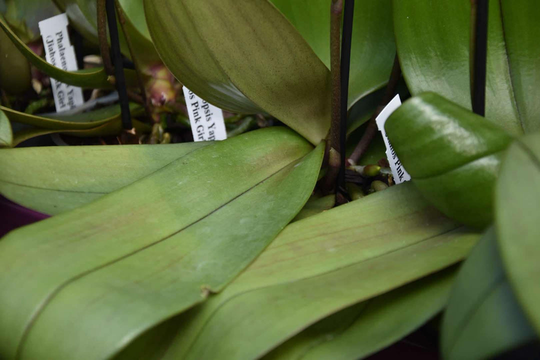 Phalaenopsis Yaphon Pink Lady (Jiaho's Pink Girl 'Sweet Fragrance' x mannii 'Black')