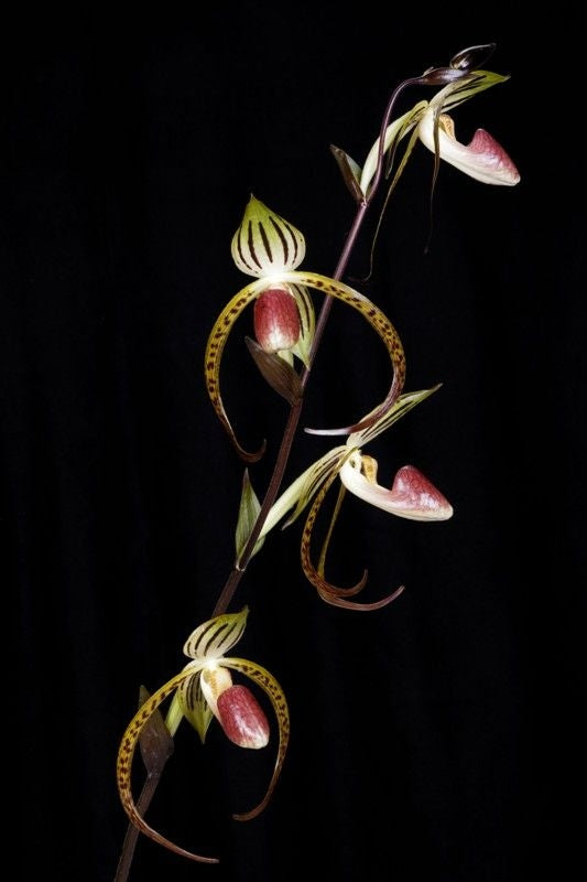 Paphiopedilum Memoria Joan Levy (Paph. gigantifolium x Paph. stonei)