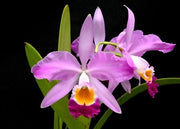 Cattleya eldorado 'M. It's BM/JOS