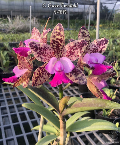Cattleya Green Emerald 'Queve' AM/AOS