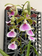 Encyclia Shinfong Thomas