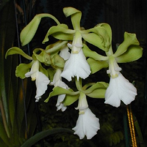 Encyclia cordigera f. alba