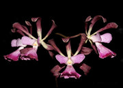 Encyclia Gail Nakagaki (alata x cordigera)