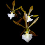 Load image into Gallery viewer, Encyclia granitica