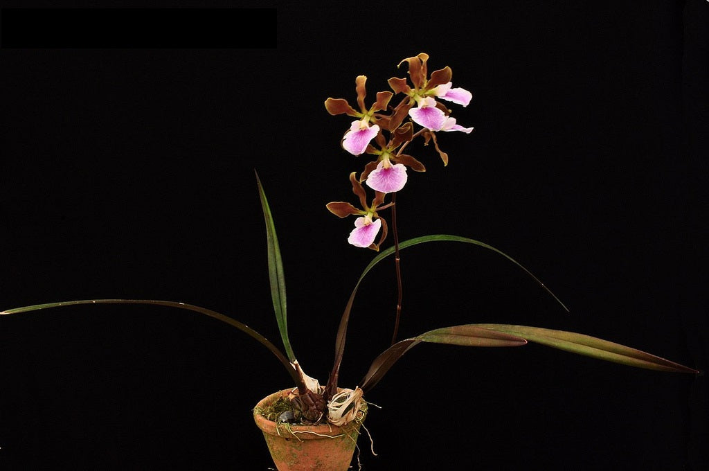 Encyclia randii