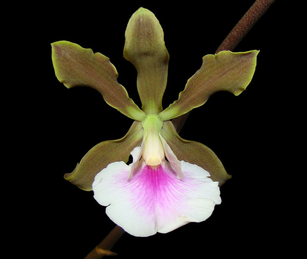 Encyclia randii