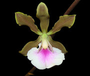 Encyclia randii