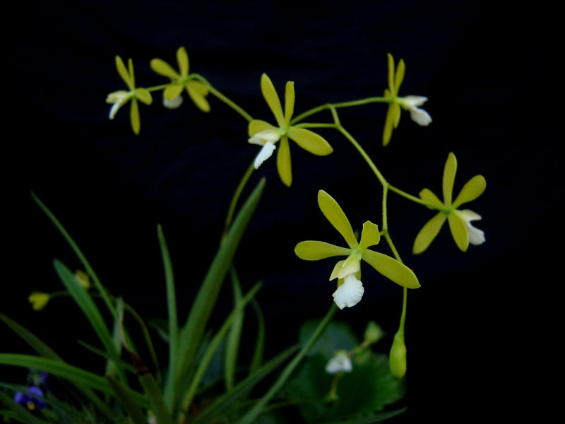 Encyclia tampensis f. alba