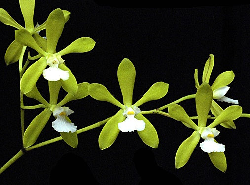 Encyclia tampensis f. alba