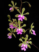 Carica l&#39;immagine nel visualizzatore Galleria, Epidendrum floribundum x Enc. cordigera
