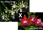 Carica l&#39;immagine nel visualizzatore Galleria, Epidendrum Mabel Kanda x Cattleya Loog Tone

