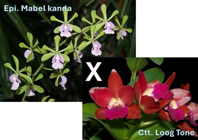 Epidendrum Mabel Kanda x Cattleya Loog Tone