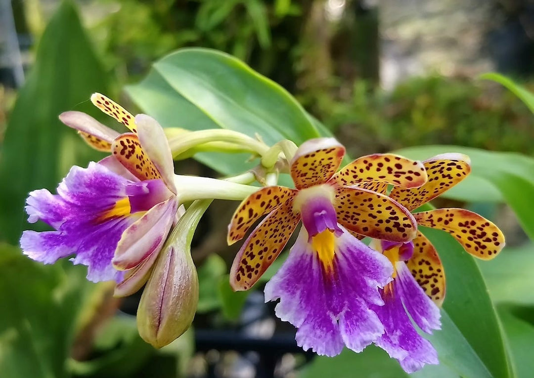 Epidendrum wallisii x pseudepidendrum aniana