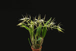 Load image into Gallery viewer, Ciliary epidendrum
