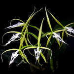 Load image into Gallery viewer, Ciliary epidendrum

