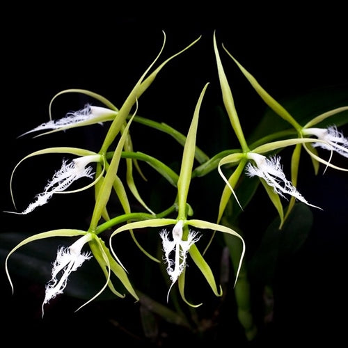 Ciliary epidendrum