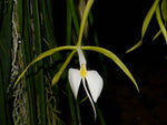 Load image into Gallery viewer, Epidendrum nocturnum
