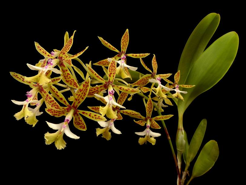 Epidendrum stamfordianum