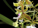 Carica l&#39;immagine nel visualizzatore Galleria, Epidendrum stamfordianum
