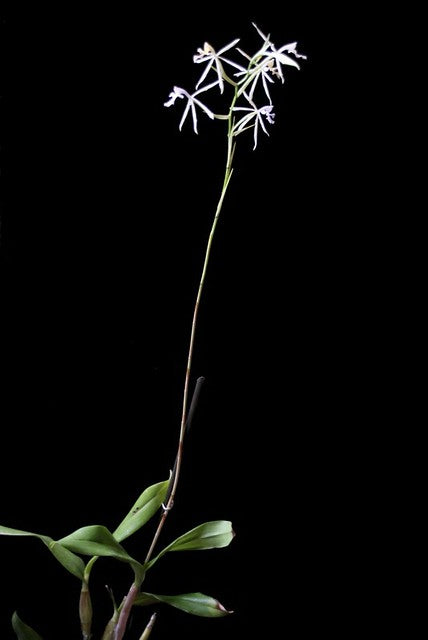 Epidendrum viviparum