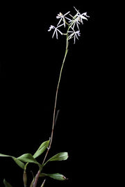 Epidendrum viviparum